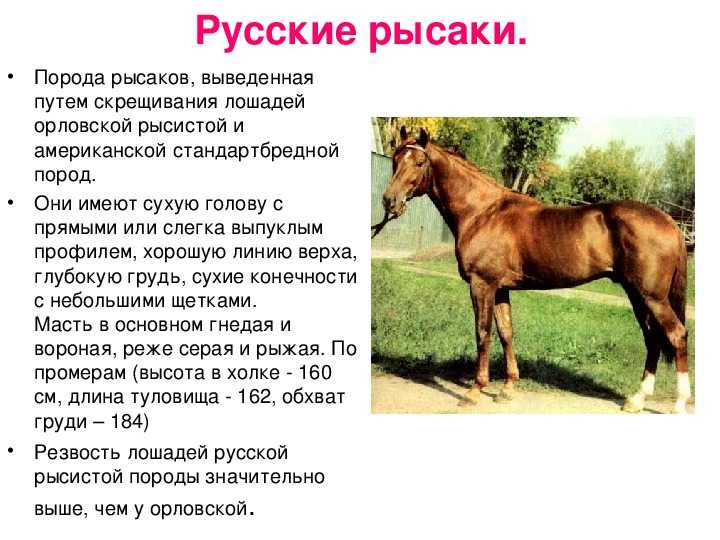 Породы лошадей с фото и описанием 2022