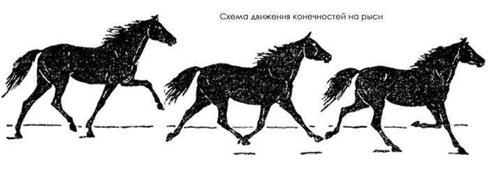 Галоп - самый быстрый аллюр лошади