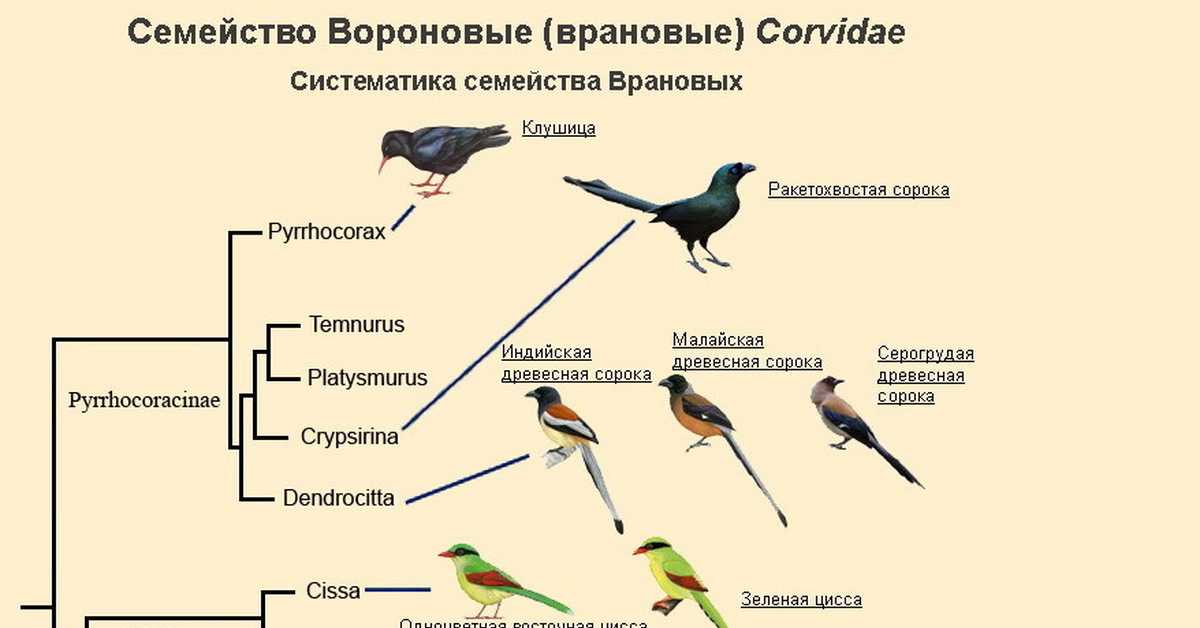 Три группы птиц по характеру сезонных переселений