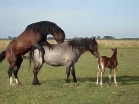 Спаривание лошадей как главный аспект эффективного коневодства
