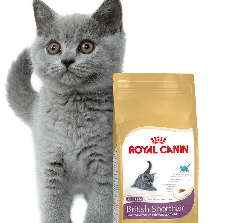 Чем кормить котёнка британца – меню по возрастам