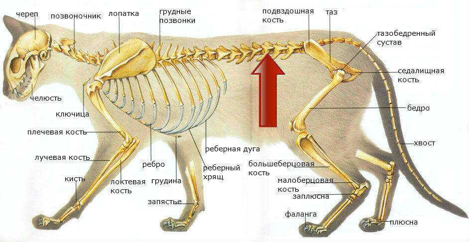 Анатомия и особенности строения скелета кошки, роль в работе органов - животный мир