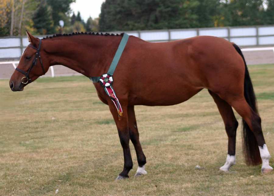 Американская верховая лошадь — универсальная порода лошадей | мои лошадки
