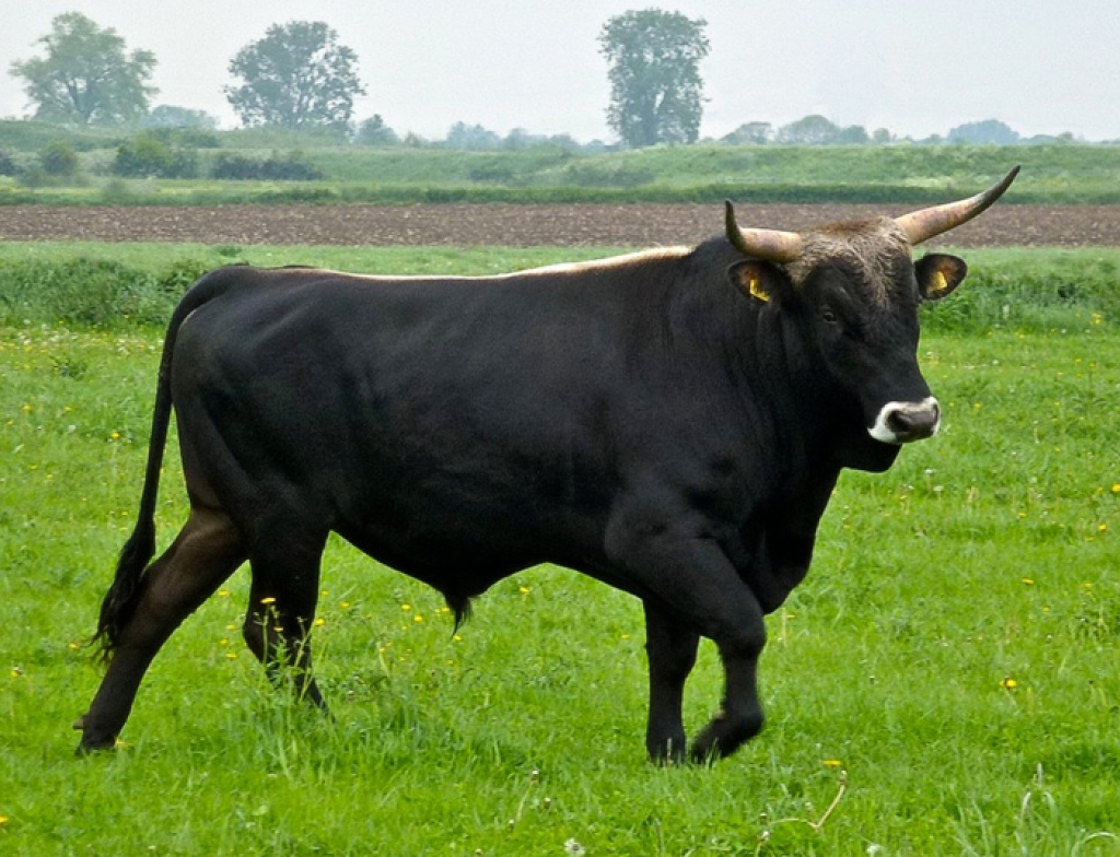 Священная корова - индийская корова зебу