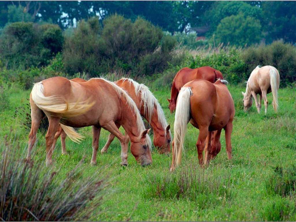 Половой цикл кобылы лошади: фазы, процесс овуляции, период охоты, гормоны