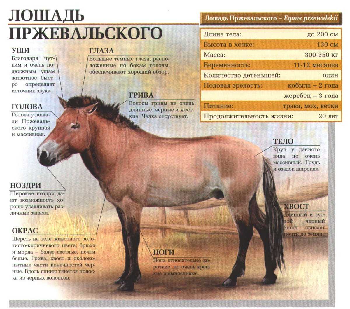 Дикая лошадь - 130 фото красивых диких лошадей с описанием