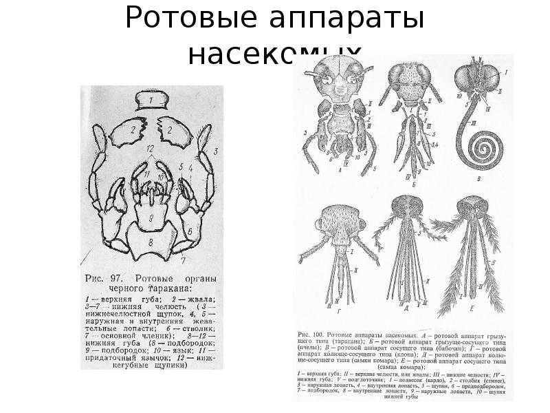 Ротовые органы человека. Типы ротовых аппаратов насекомых рисунки. Строение ротового аппарата. Типы ротовых аппаратов членистоногих. Ротовые органы насекомых функции.