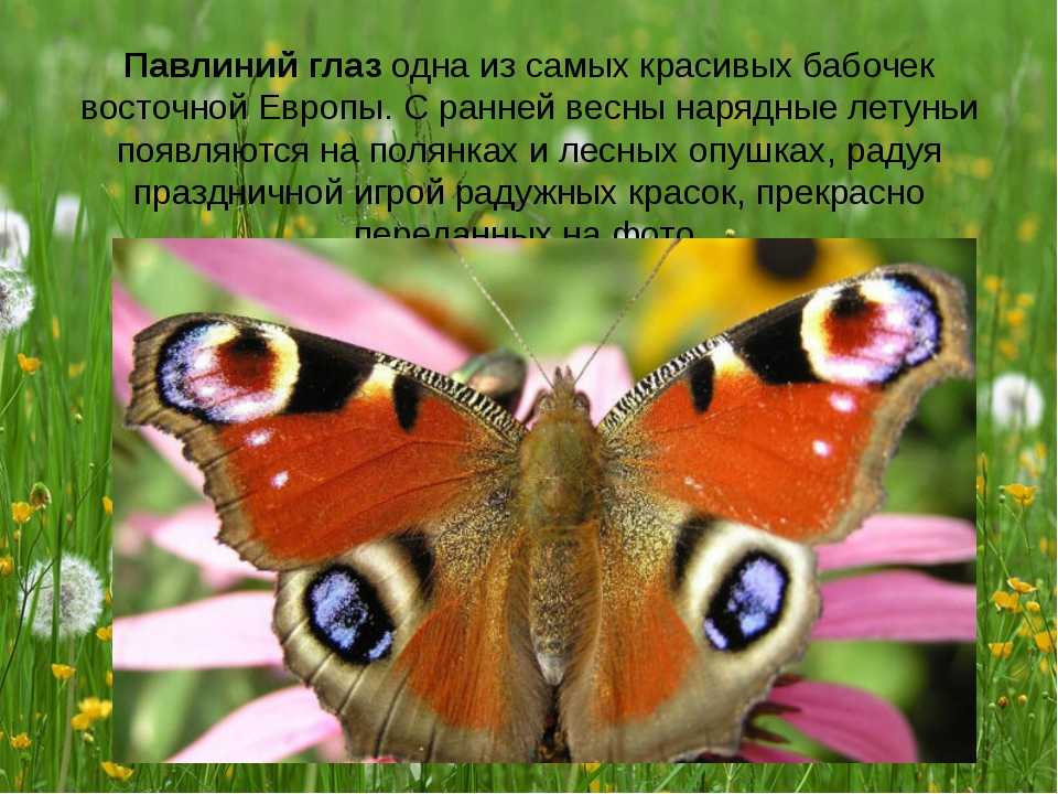 Бабочки картинки окружающий мир. Бабочка Адмирал и павлиний глаз. Бабочка дневной павлиний глаз сведения. Дневной павлиний глаз бабочка. Дневной павлиний глаз бабочка краткое описание.