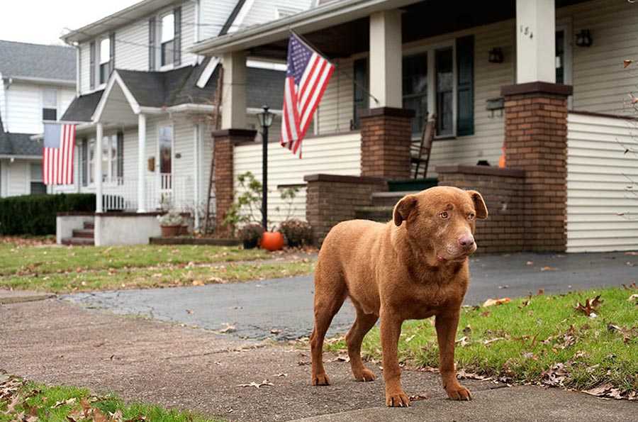 Популярные породы собак у американцев: название, общая характеристика каждого вида Фото