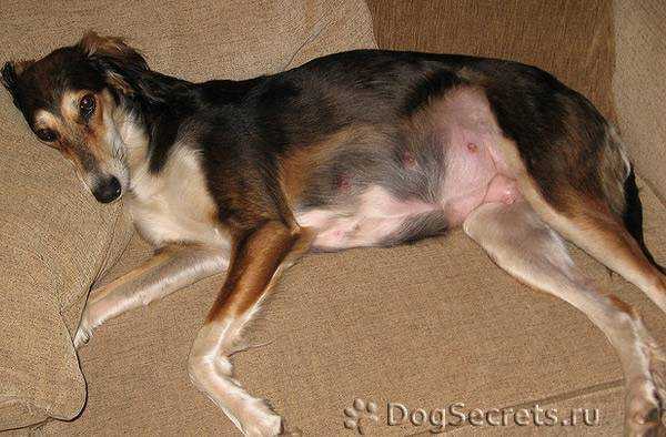Сколько собака вынашивает щенят: этапы по неделям, симптомы