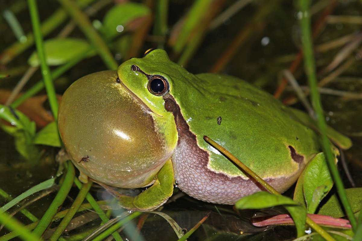 Травяная или обыкновенная лягушка — описание, ареал обитания