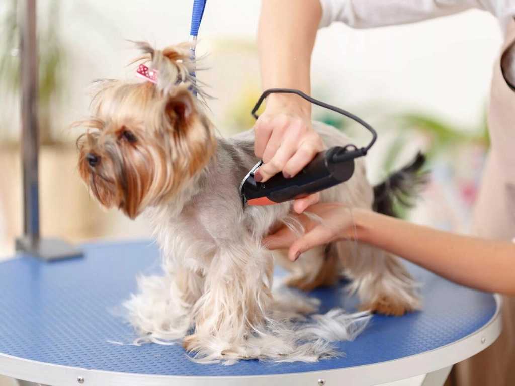 Груминг собак – это стрижка, укладка и тримминг, а также процедуры по уходу за ушами, когтями, зубами