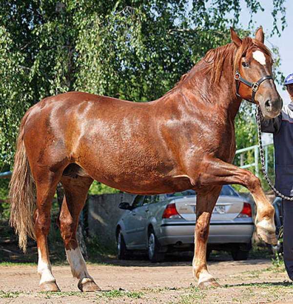 Русский тяжеловоз – превосходная мускулистая лошадка