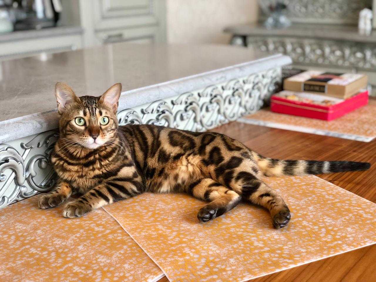 Чем кормить бенгальскую кошку: 5 лучших кормов + натуральное питание