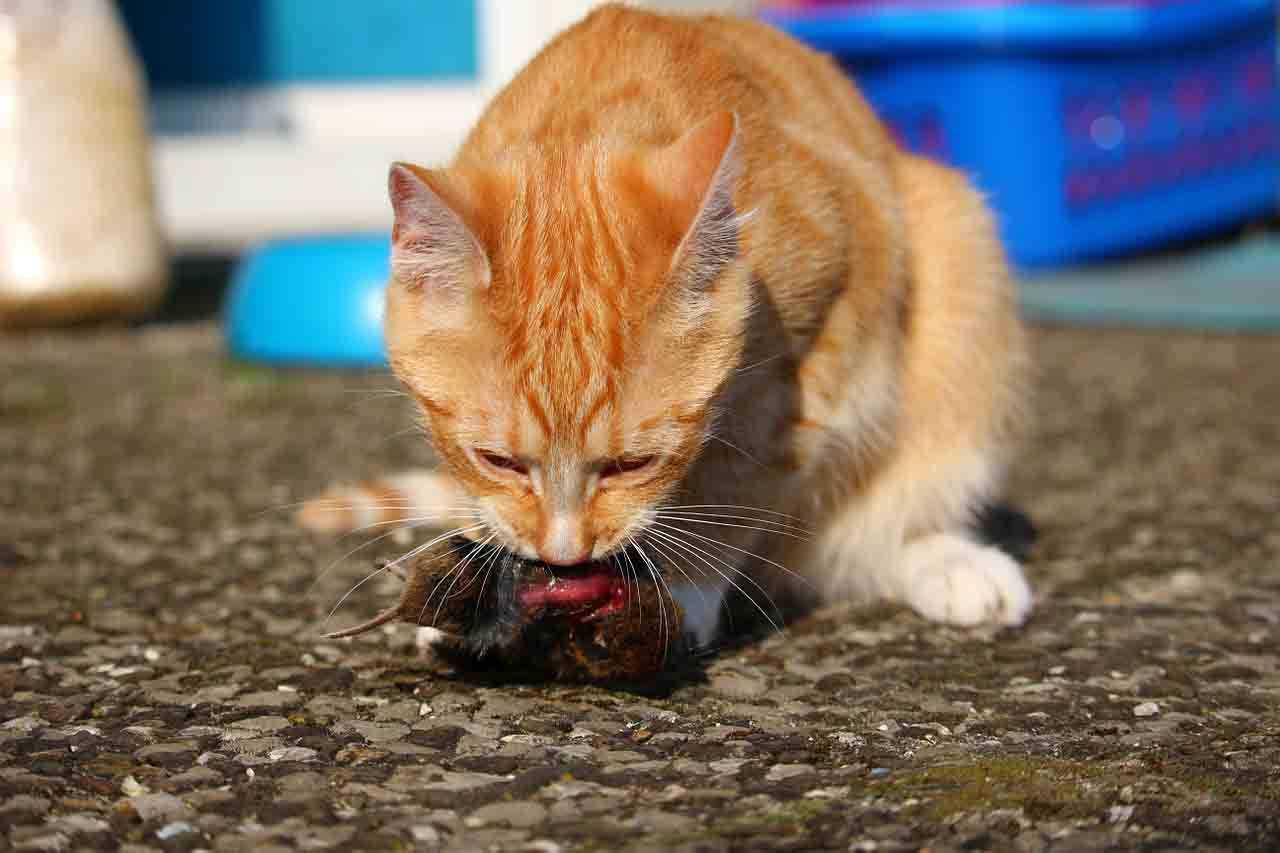 Как отравить кошку отравой для крыс и мышей