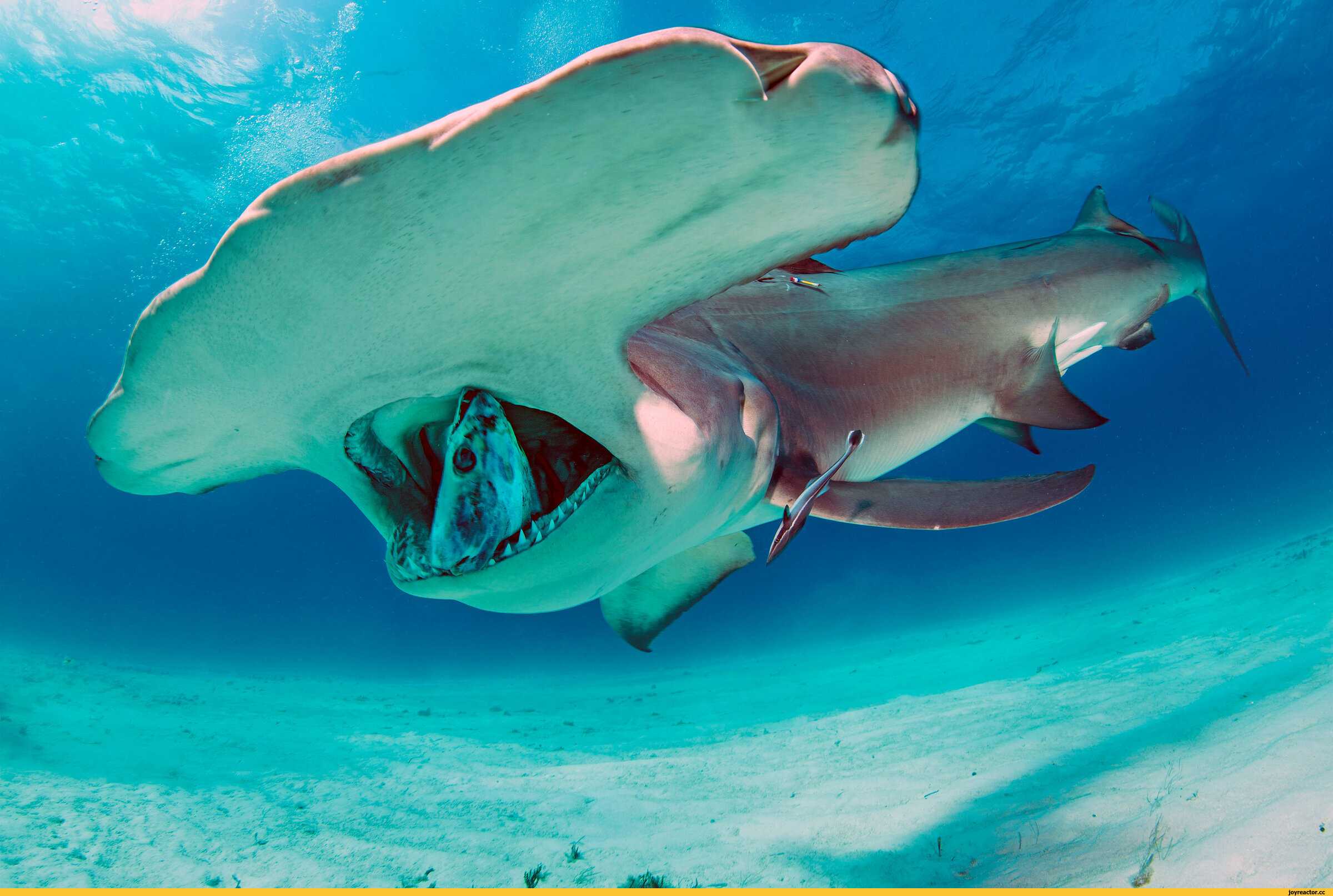 Виды и отряды акул - названия, описание и фото — природа мира
