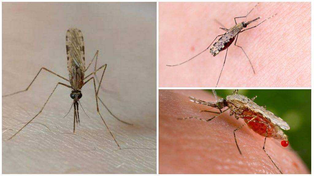 Малярия укусы комаров. Укус комара долгоножки. Комар долгоножка и малярийный комар. Полосатый малярийный комар.