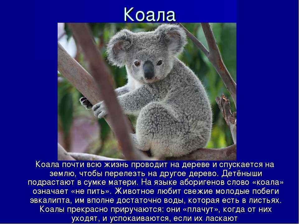 Книга коала. Коала. Коала интересное для детей. Коала интересные факты. Необычные факты о коалах.
