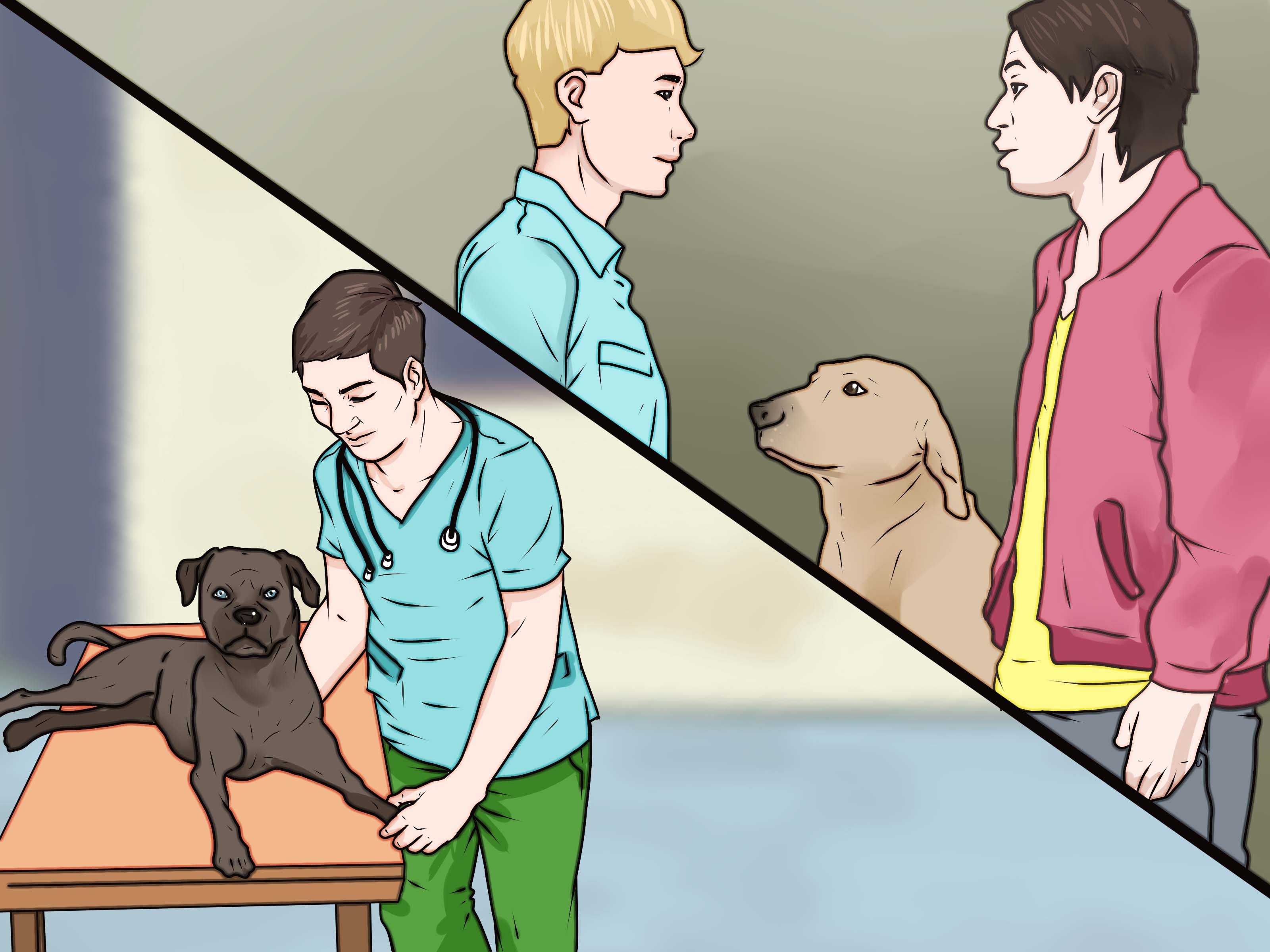 Как наказывать собаку: правильные методы и важность авторитета