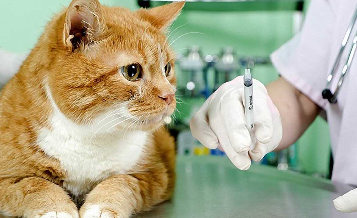 Прививки кошке перед дачей