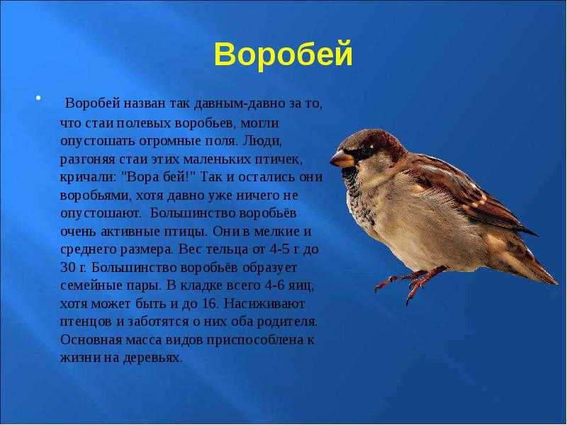 Сочинение про воробья 5 класс по русскому. Описание воробья. Сообщение о Воробье. Доклад про воробья. Воробей описание птицы.