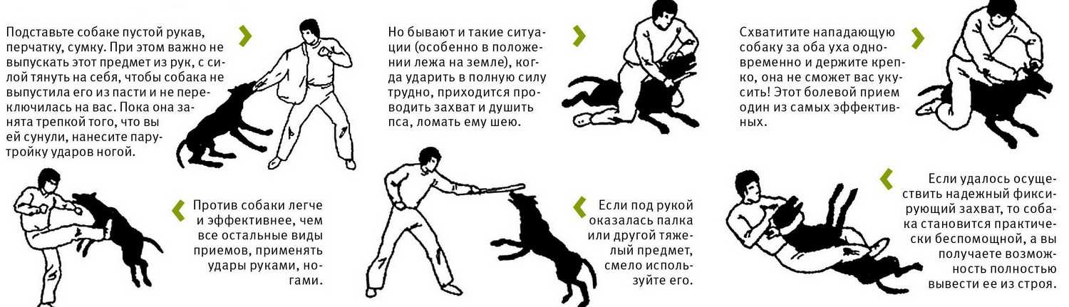 Как приучить собаку не убегать