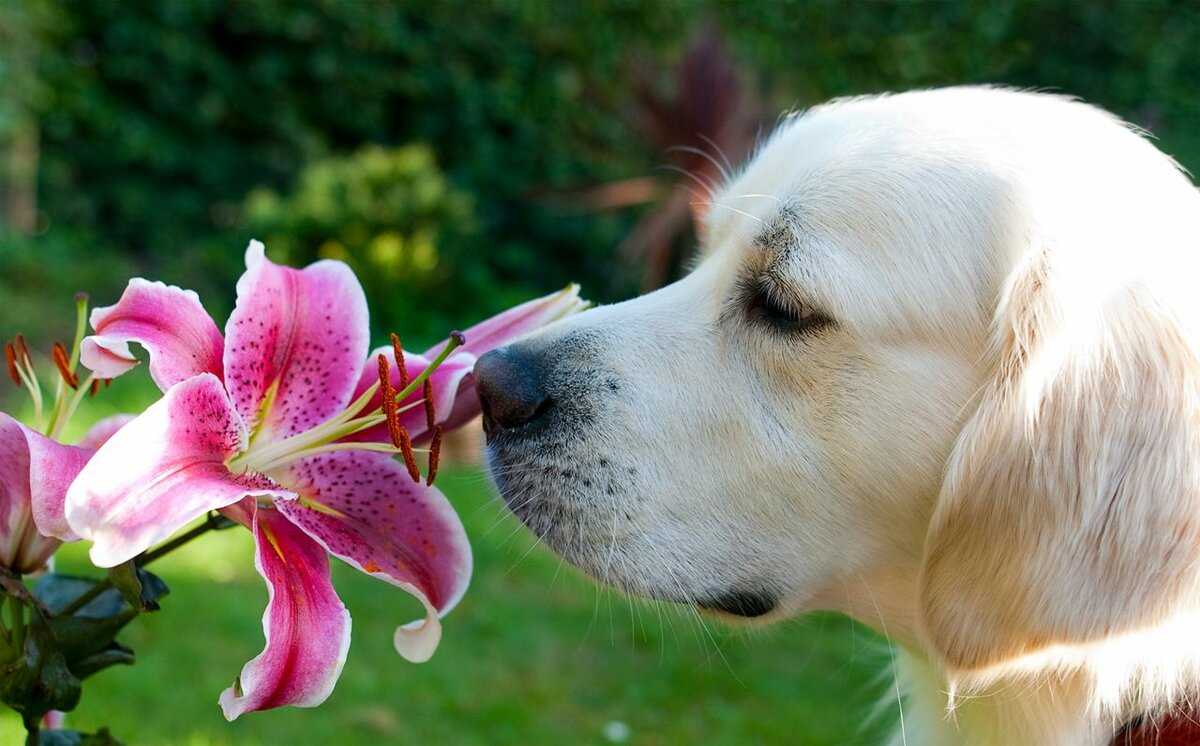 Лилия лабрадор. Собака нюхает. Собака нюхает цветок. Обоняние собаки.