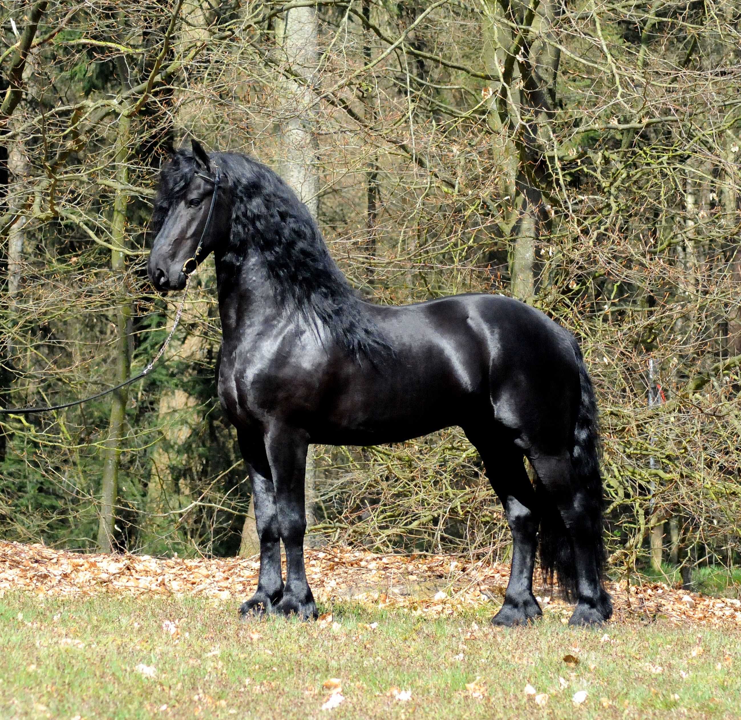 Английская чистокровная скаковая лошадь: фото и описание, скорость, вес, разведение, кормление, отзывы