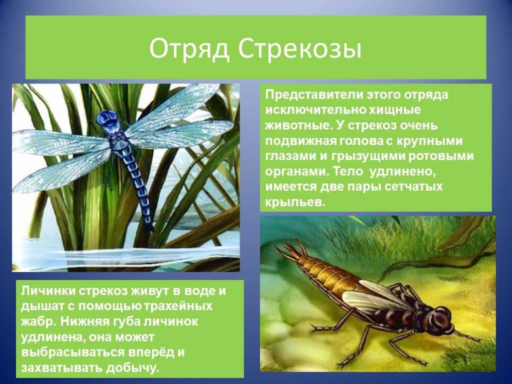 Стрекоза насекомое. описание, особенности, виды, образ жизни и среда обитания стрекозы