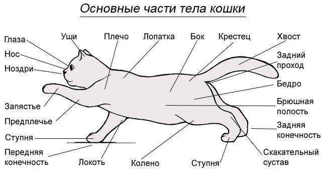 ᐉ анатомия кошки - ➡ motildazoo.ru