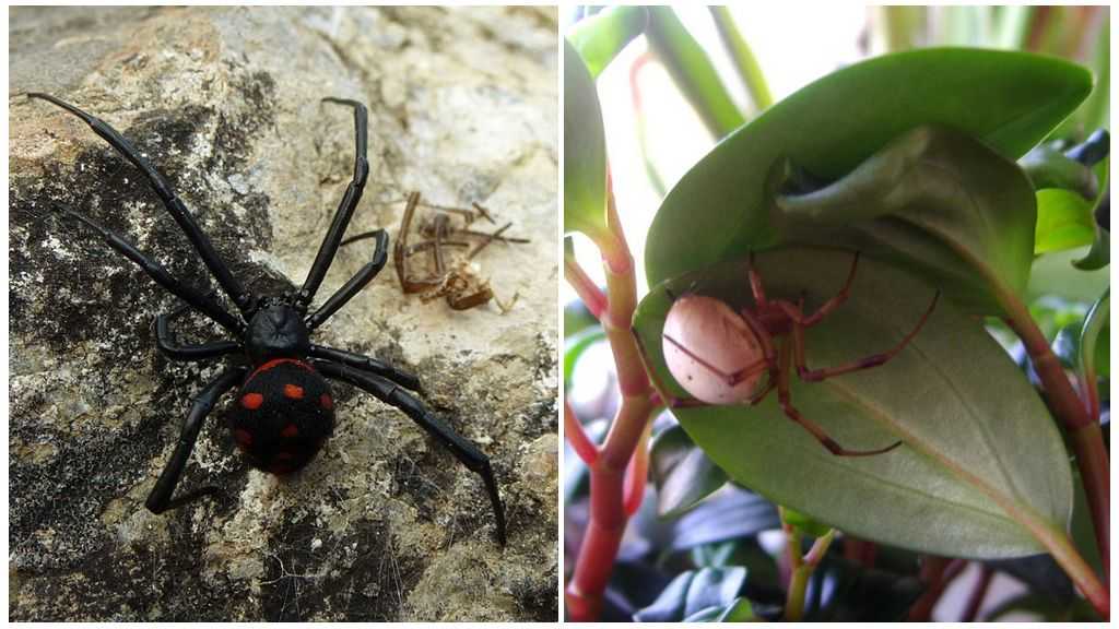 Ядовитые пауки названия. список самых ядовитых пауков нашей планеты