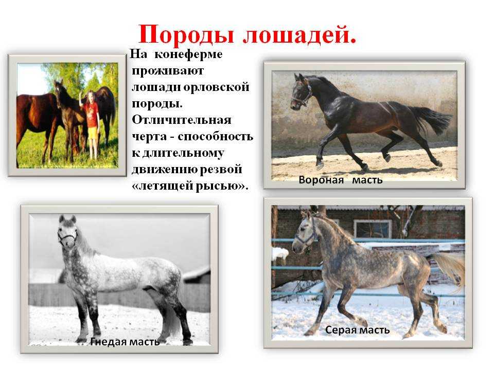 Буланая, саврасая или караковая – разбираем все масти лошадей |