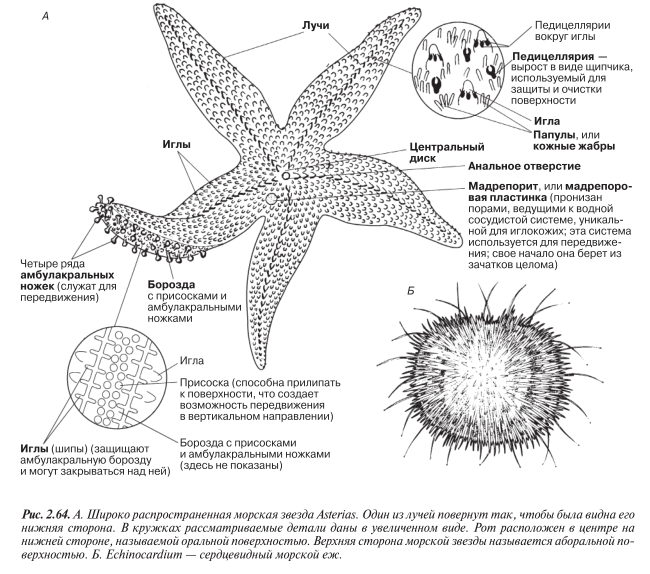 Морская звезда половое размножение. Тип иглокожие систематика. Строение и общая характеристика иглокожие. Размножение иглокожих схема. Тип иглокожие строение.