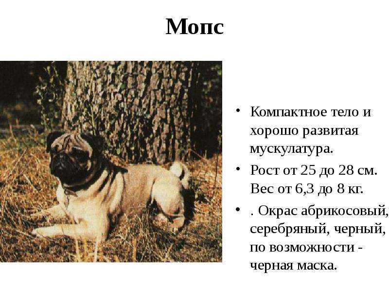Мопс: особенности собак с бежевым цветом шерсти