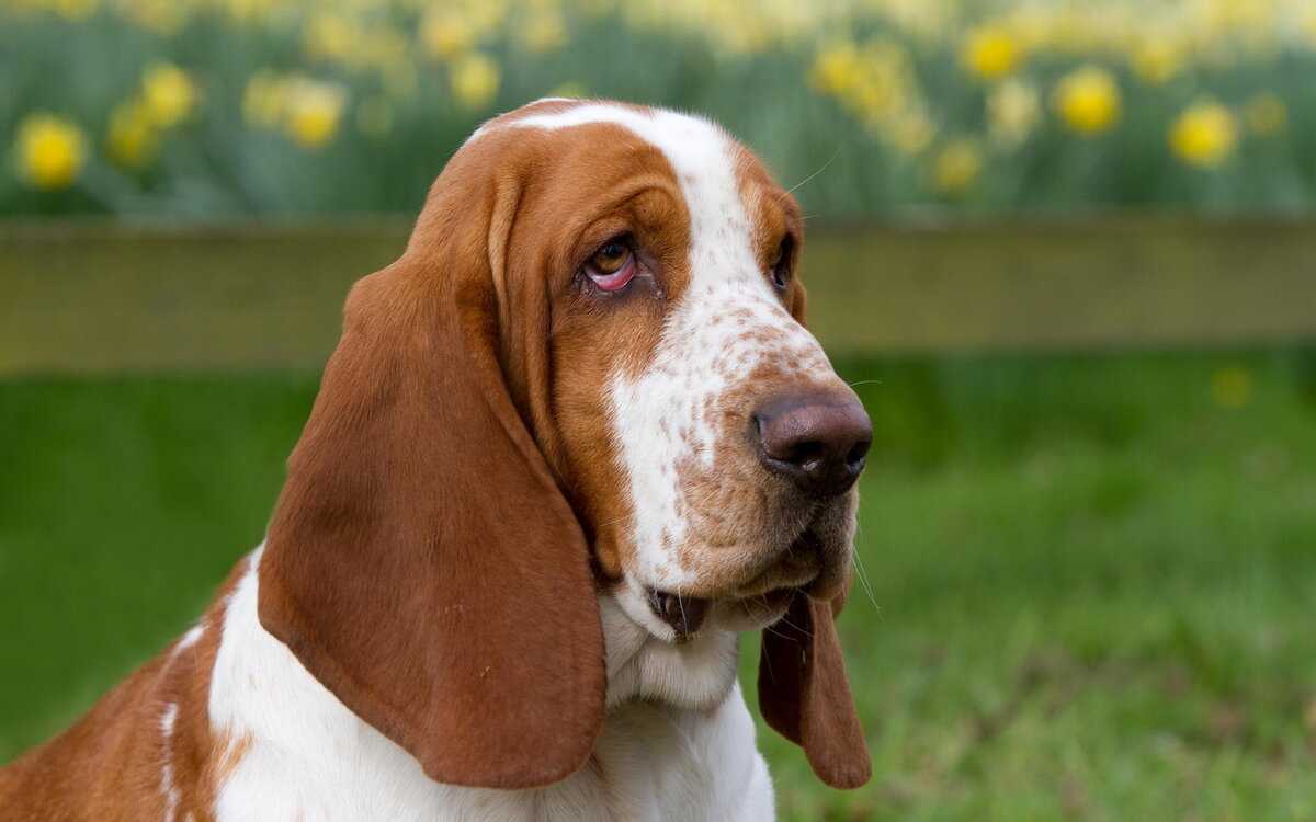 Собаки с длинными ушами: породы | охотничьи, английские, как называется