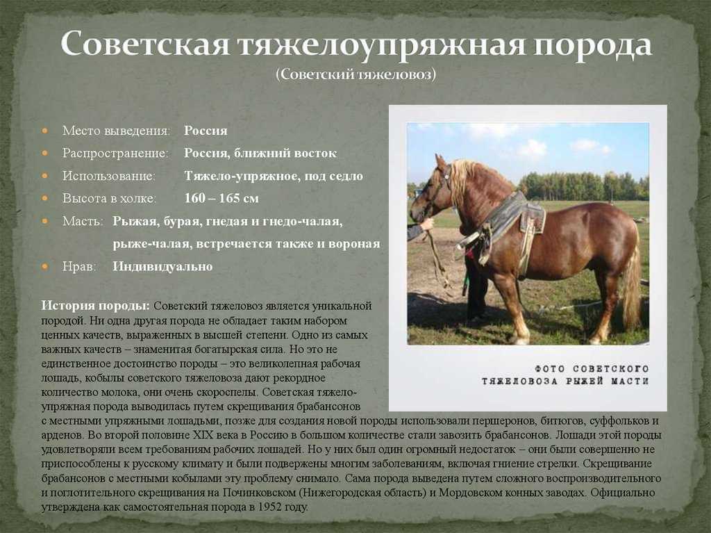 Лошади тяжеловозы: фото, история, экстерьер, европейские и русские породы, разведение