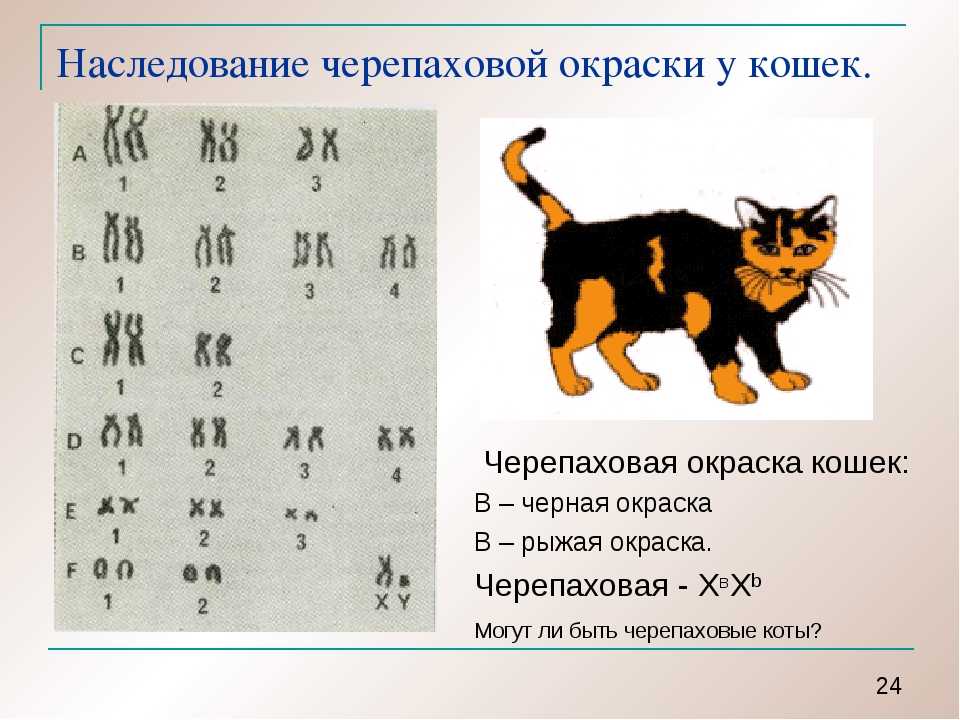 Кошка это кошка у кошки 7 котят. Сцепленное наследование окраски у кошек. Наследование черепаховой окраски у кошек. Хромосомы котов. Половые хромосомы у кошек.