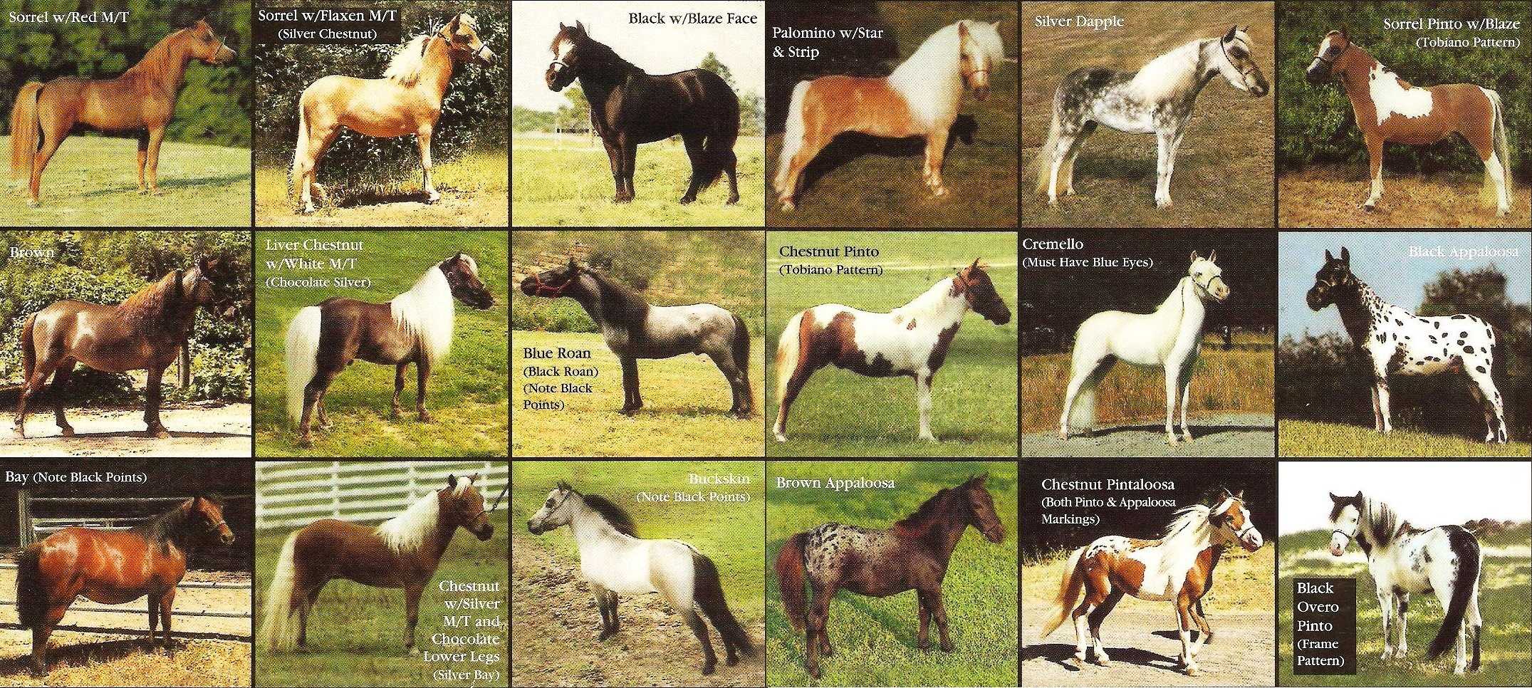 Виды лошадей и название фото описание