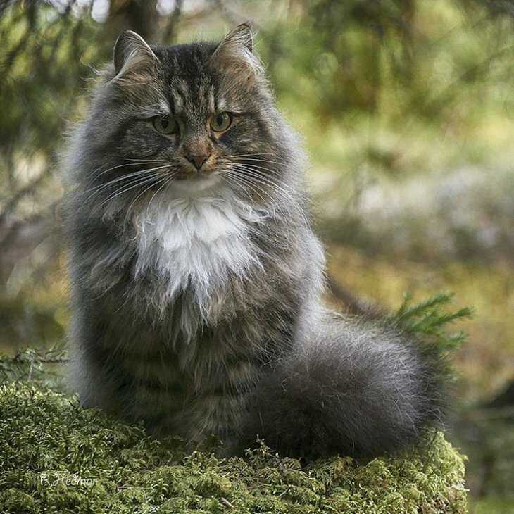 Норвежская лесная кошка: фото, описание, окрас, характер, стандарт породы