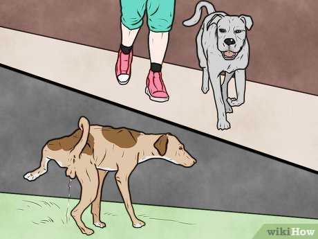 Собака кидается на хозяина – причины, что делать