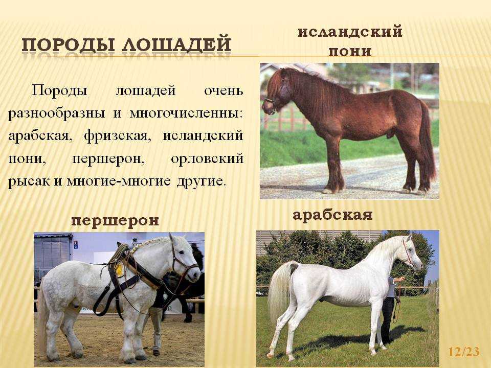 Першерон (50 фото): рыцарская порода лошадей, продажа в россии, французский и бельгийский конь