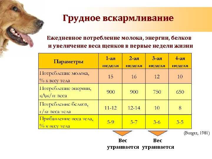Сколько живут собаки дворняжки в домашних условиях и на улице — средняя продолжительность жизни