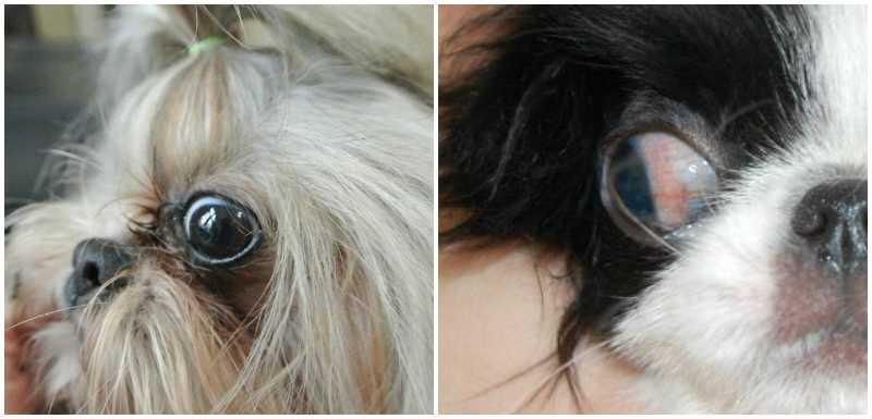 У каких собак выпадают глаза — список пород с фото и названиями