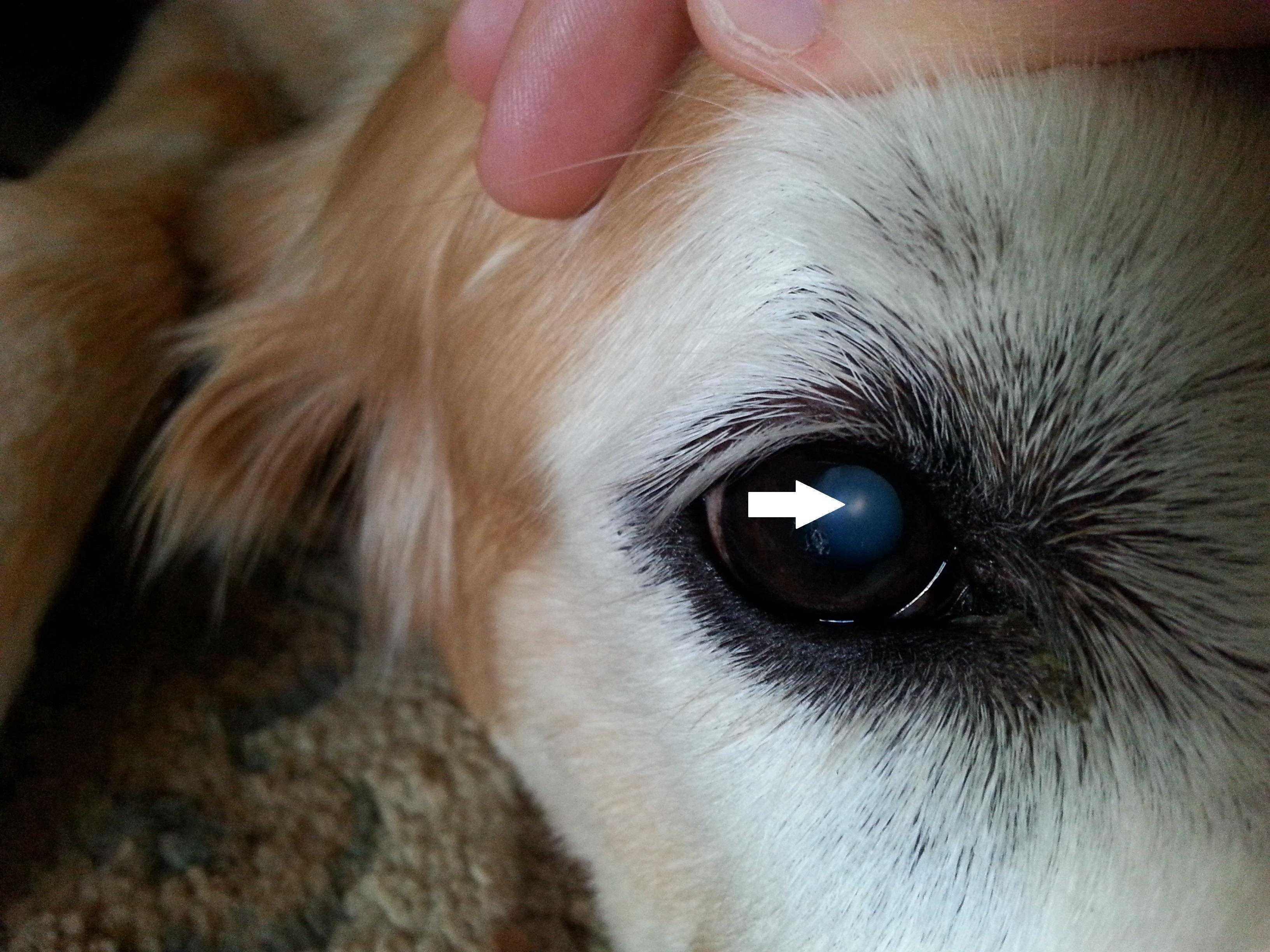 Собака ослепла: что делать и как о ней позаботиться | hill’s