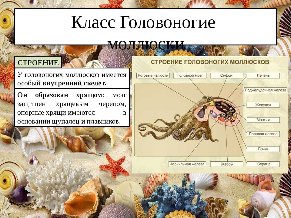 Практическое значение моллюсков. курсовая работа (т). биология. 2017-04-24