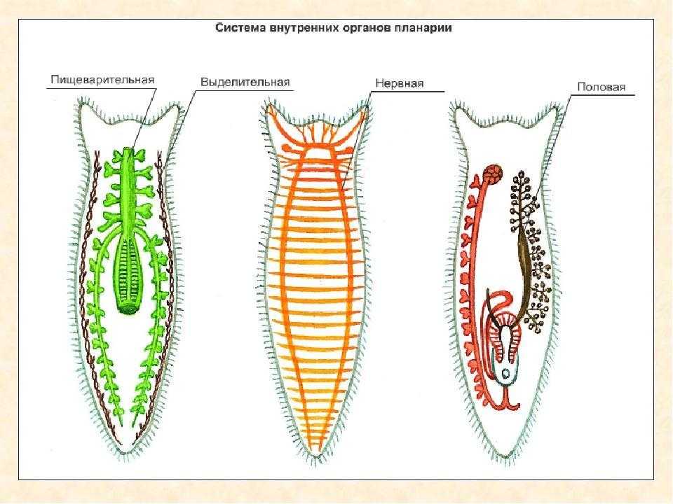 Тип плоские черви ( plathelminthes ) презентация, доклад, проект