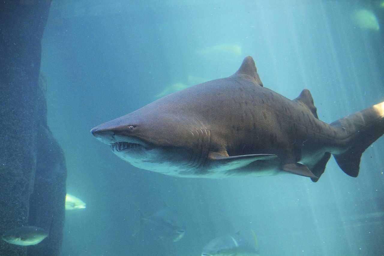 Топ-10 акул с фото. какая из них самая большая в мире?