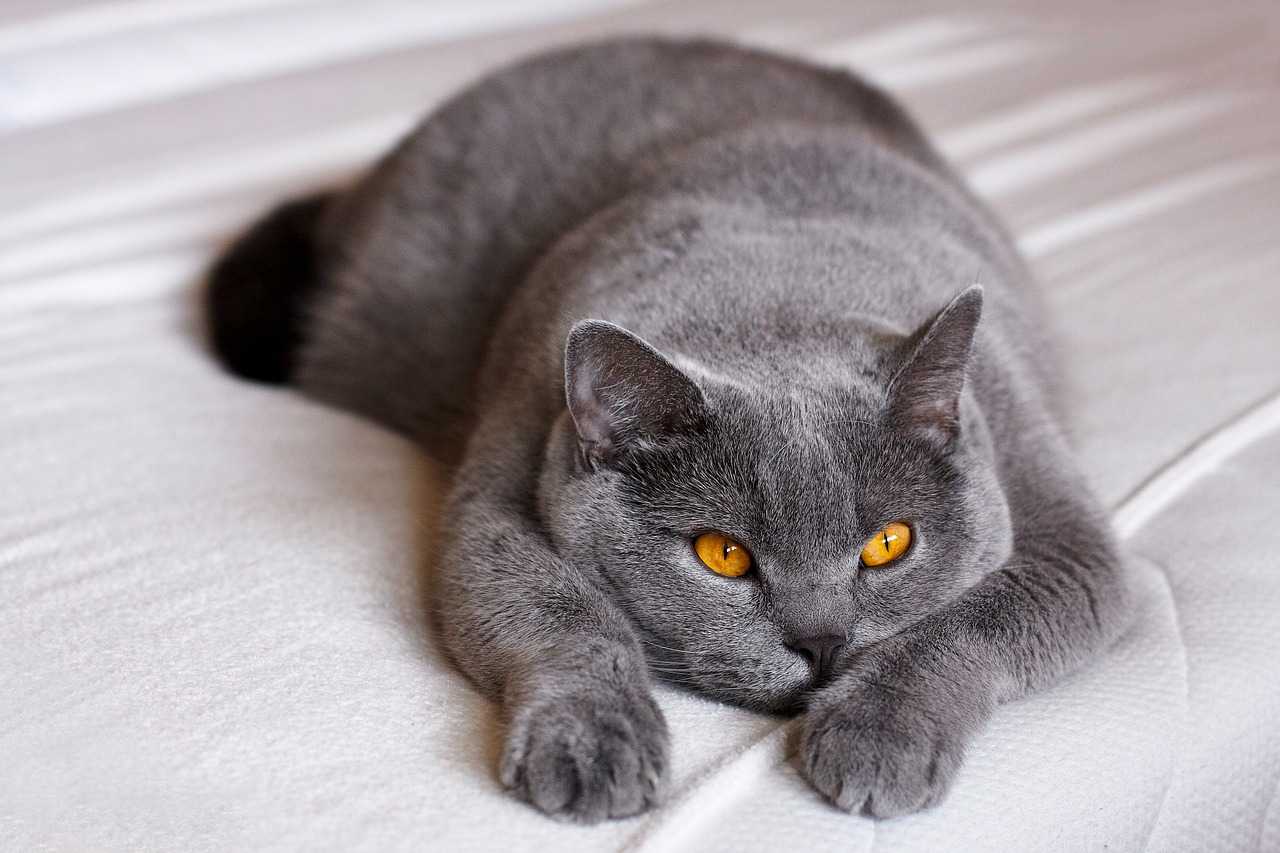 Британская короткошерстная кошка (британец): фото, описание породы, характер, достоинства и недостатки, сколько стоит