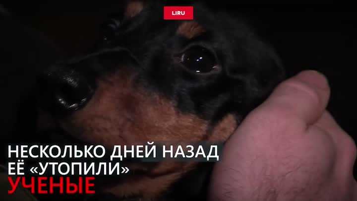 Рогозин топит таксу: зачем мучили собаку перед президентом сербии