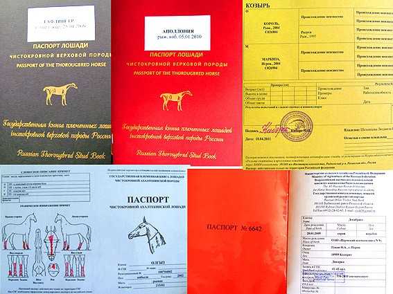 Перевозка лошадей: обследование лошадей, справки, подготовка животного к переезду, правила перевозки, фото